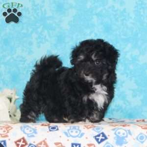 Checkers, Maltipoo Puppy